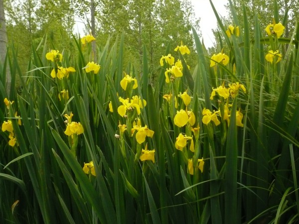 Fleurs du marais