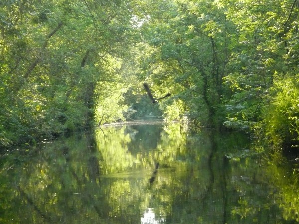 Envol d'un héron au milieu des canaux